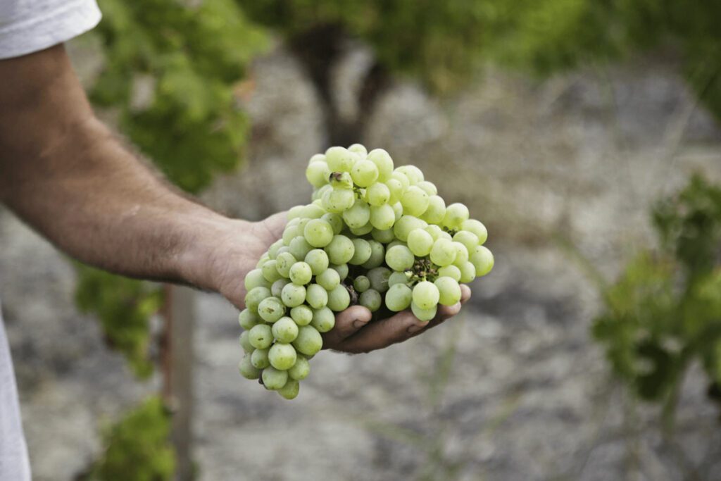 green grapes, cyprus winery
