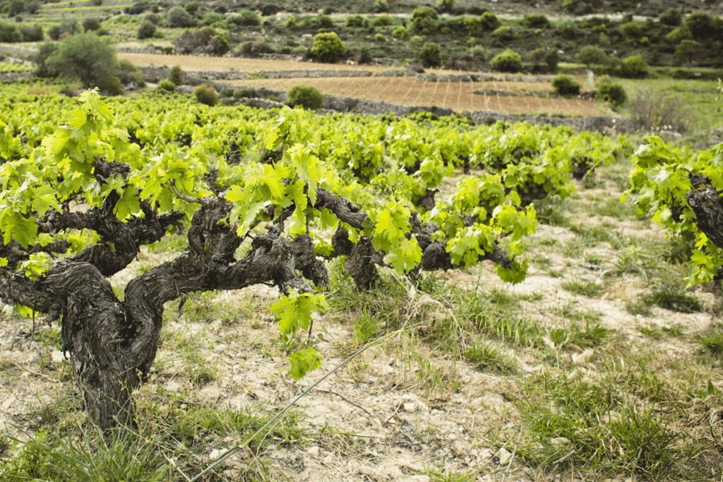 vine, winery, Cyprus,