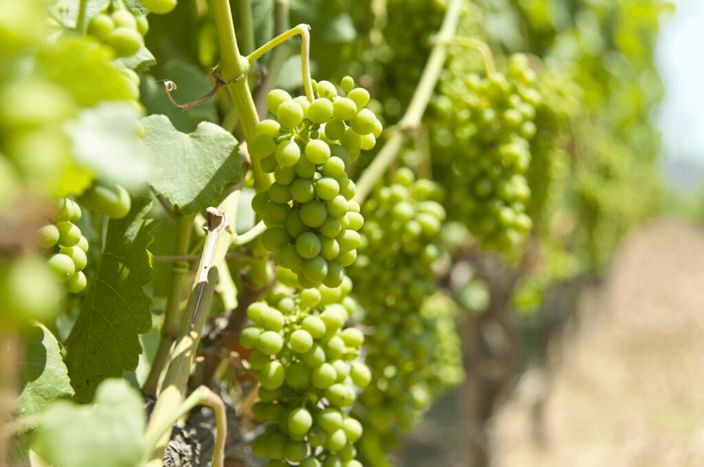 grapes, green grapes, wine , winery