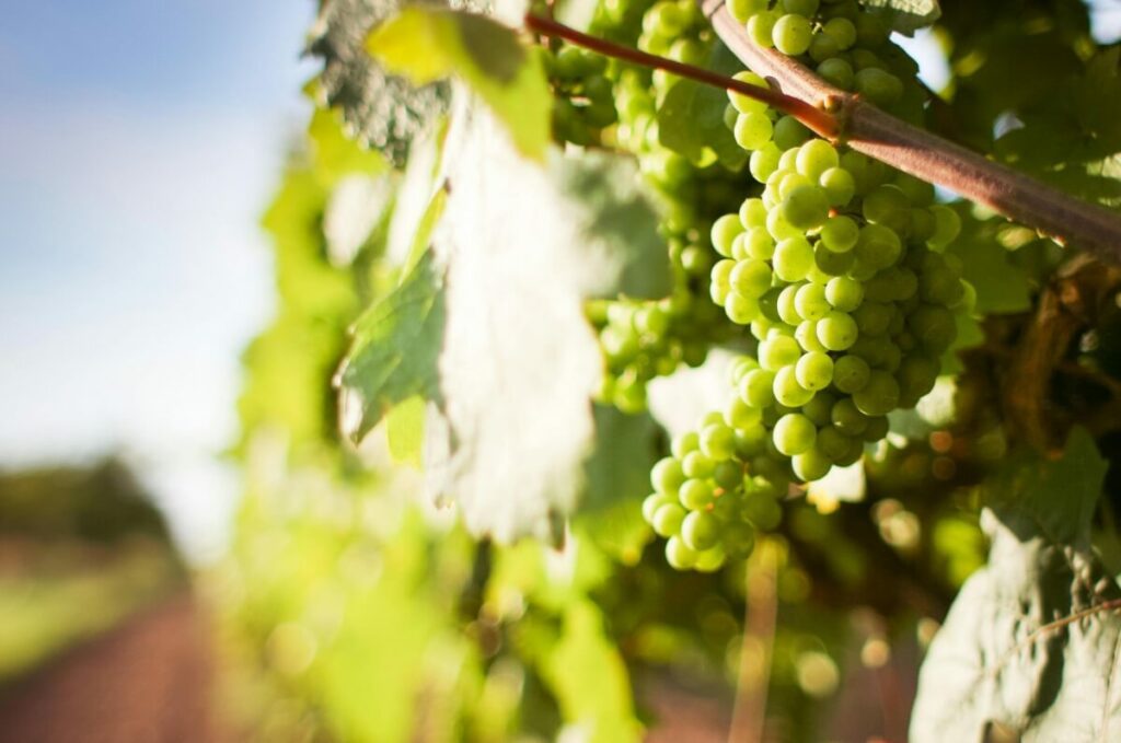 green grapes, vineyard, wine, Cyprus, festival
